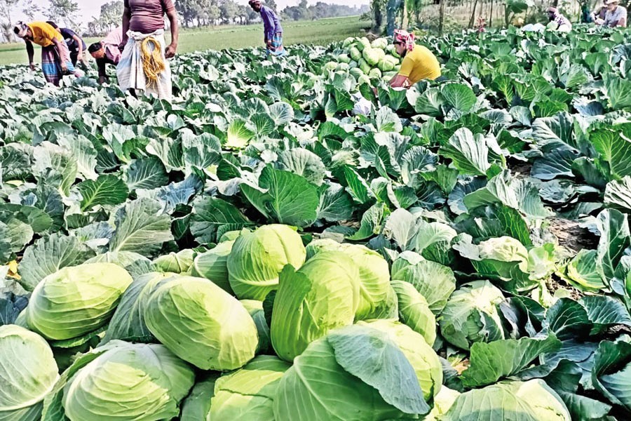Bangladeshi cabbages in Southeast Asian market