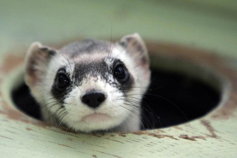 The first cloned ferret spurs hope for endangered US species