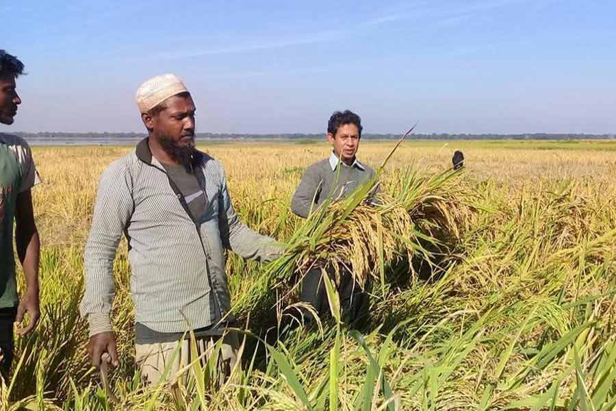 চলতি অর্থবছরে ৩৭২ কোটি টাকার প্রণোদনা পেলেন ৫৭ লাখ কৃষক
