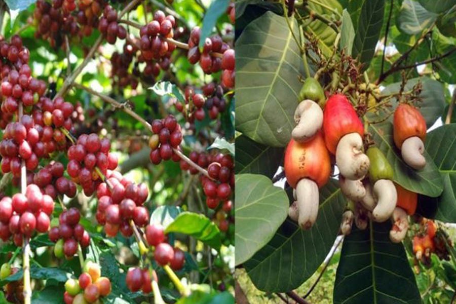 পার্বত্য চট্টগ্রামে কফি, কাজুবাদাম চাষের উদ্যোগ