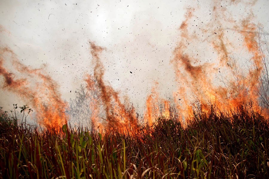 Two-thirds of tropical rainforest destroyed or degraded globally