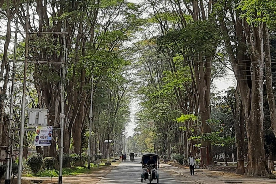 Paris Road's iconic trees at RU on the verge of lifespan
