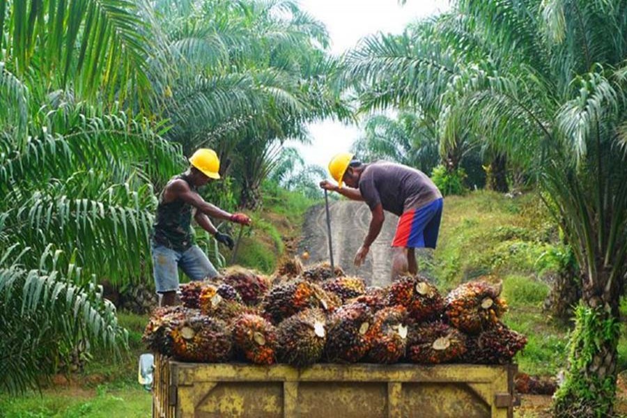 Palm oil firms are going green after facing public pressure