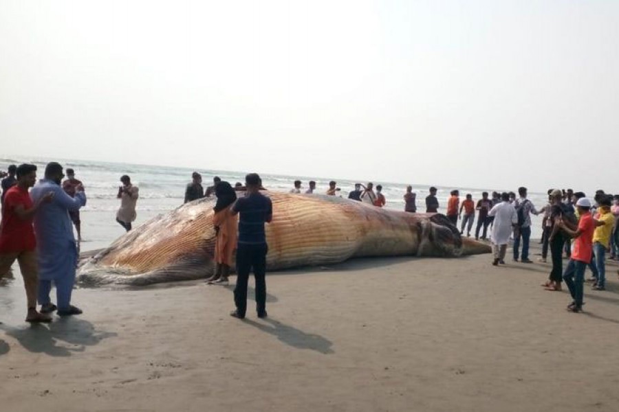 বিশালাকার মৃত তিমি কক্সবাজারের হিমছড়ি সৈকত এলাকায়