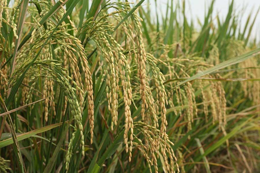 ‘হিট শকে’ এক লাখ টন চাল কম উৎপাদনের শঙ্কা