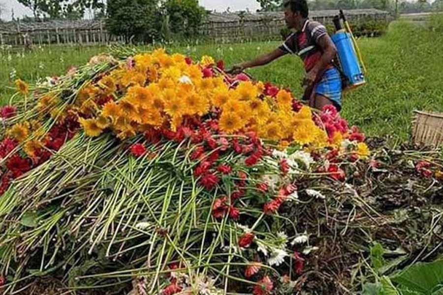 করোনার দ্বিতীয় ধাক্কায় যশোরের ফুল চাষিদের অন্তত ১০০ কোটি টাকার ক্ষতি