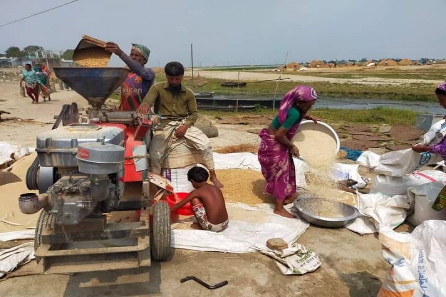 নেত্রকোনার হাওরে বোরো ধান কাটা প্রায় শেষ