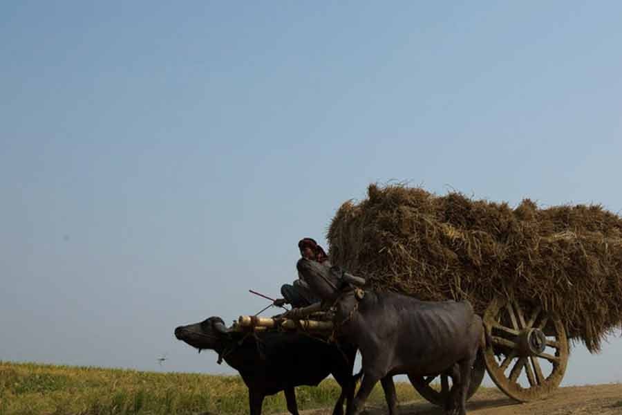 ছবি: বিডিনিউজ টোয়েন্টিফোর ডটকম