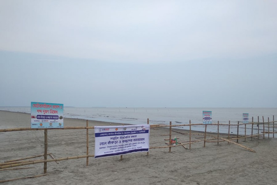 কুয়াকাটা সমুদ্র সৈকতে লাল কাঁকড়া সংরক্ষণে নানা উদ্যোগ