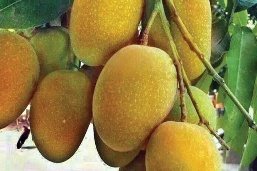 মধুমাসের মধুর ফল