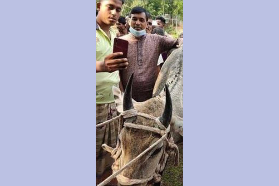 সাফারি পার্ক থেকে পালিয়ে যাওয়া নীলগাই টাঙ্গাইলে উদ্ধার