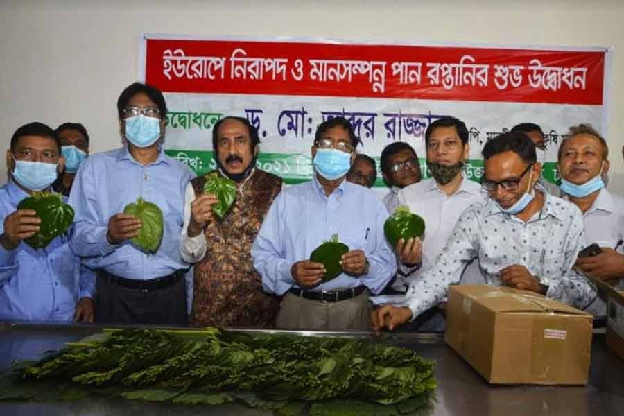 Betel leaf export to EU countries begins after seven years
