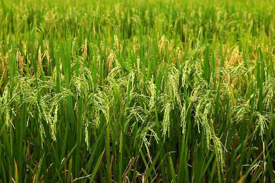 কৃষিপণ্য উৎপাদনের ৬ খাতে মিলবে ১০ বছরের কর অবকাশ