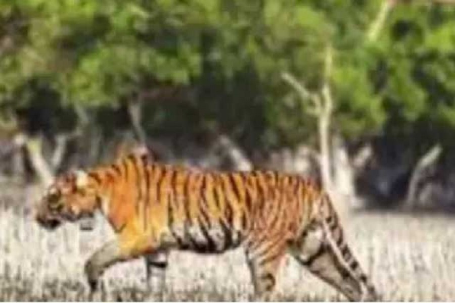 ছবি- স্ক্রিনশট: দ্য টাইমস অব ইন্ডিয়া