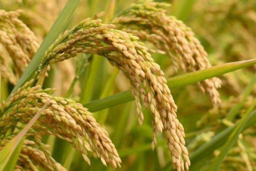 'Yuan revolutionised rice production in world'