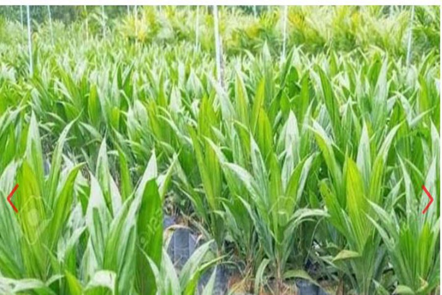 বজ্রপাত ঠেকাতে তালগাছ লাগাবে আওয়ামী লীগ