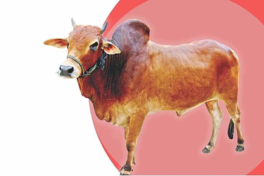 অনলাইন প্লাটফর্মে বিক্রির জন্য প্রদর্শিত একটি গরু