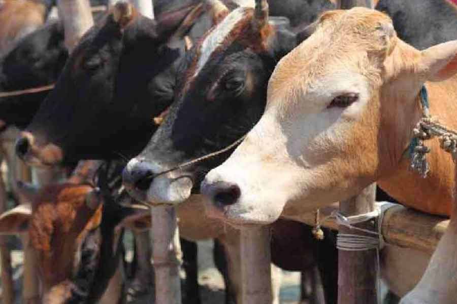 Bangladesh will not allow import of sacrificial animals this year, minister says