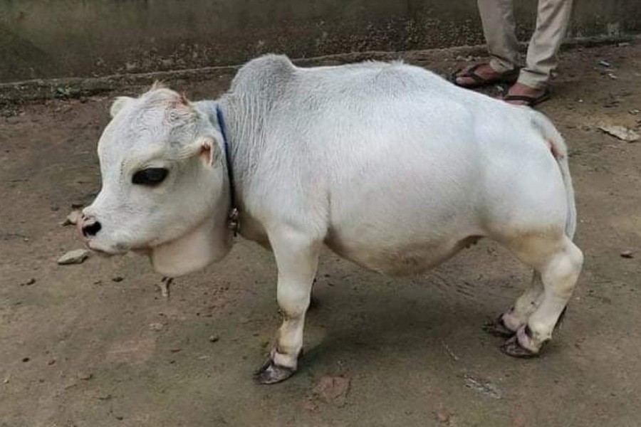 ছবিঃ সংগৃহীত