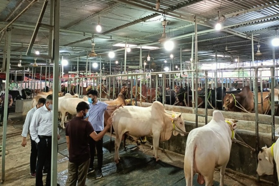 কোরবানির গরু: কোভিড সতর্কতায় খামারিদের পোয়াবারো
