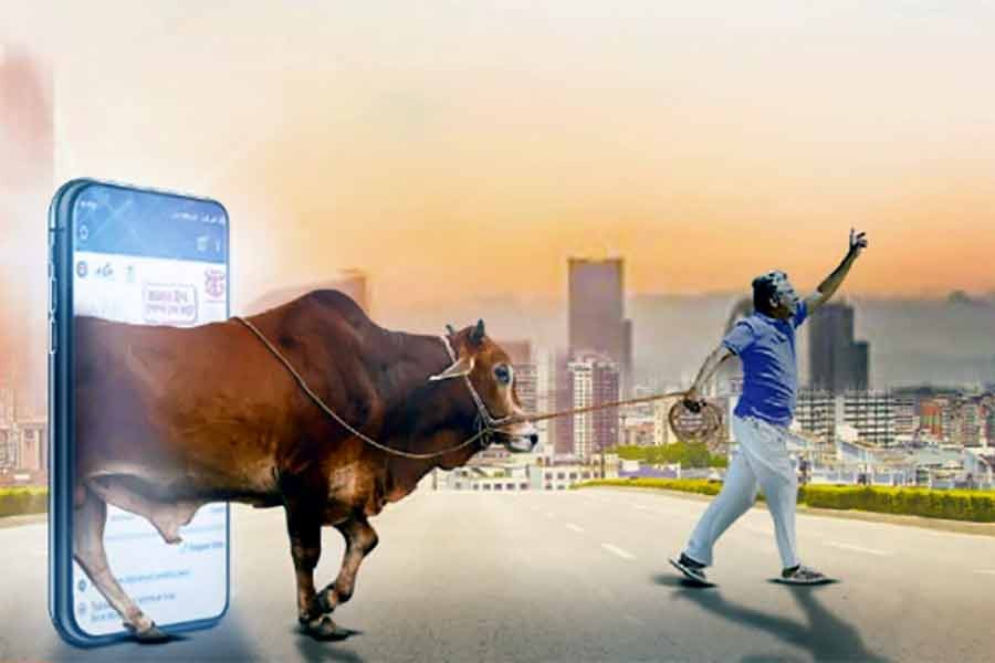 Cattle worth Tk 1.0b being sold at digital markets every day