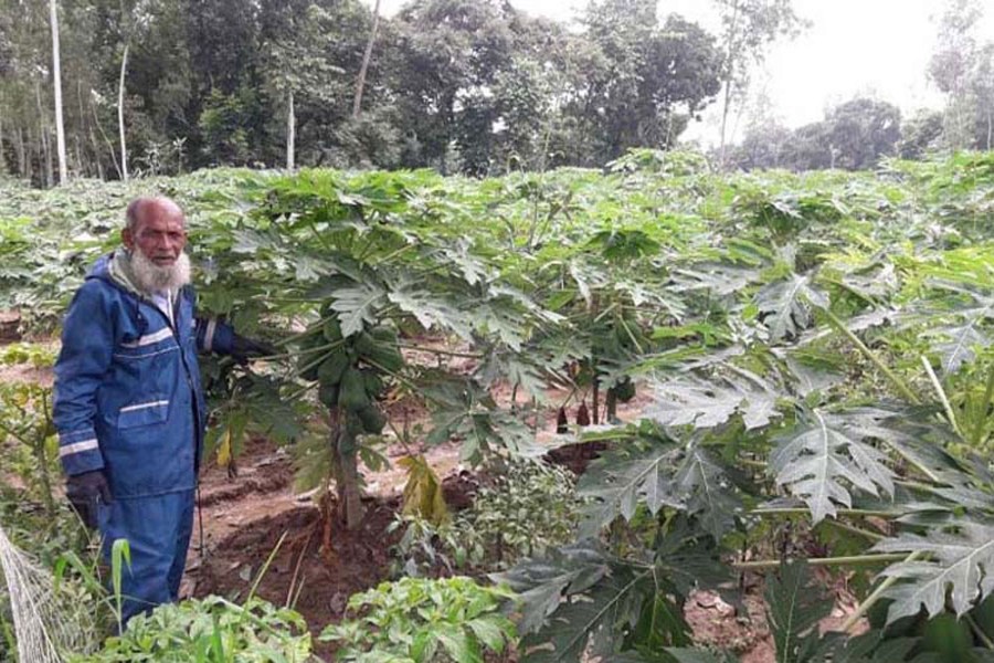 পীরগঞ্জের আলতাফ গ্রীণলেডী পেঁপে চাষে সফল