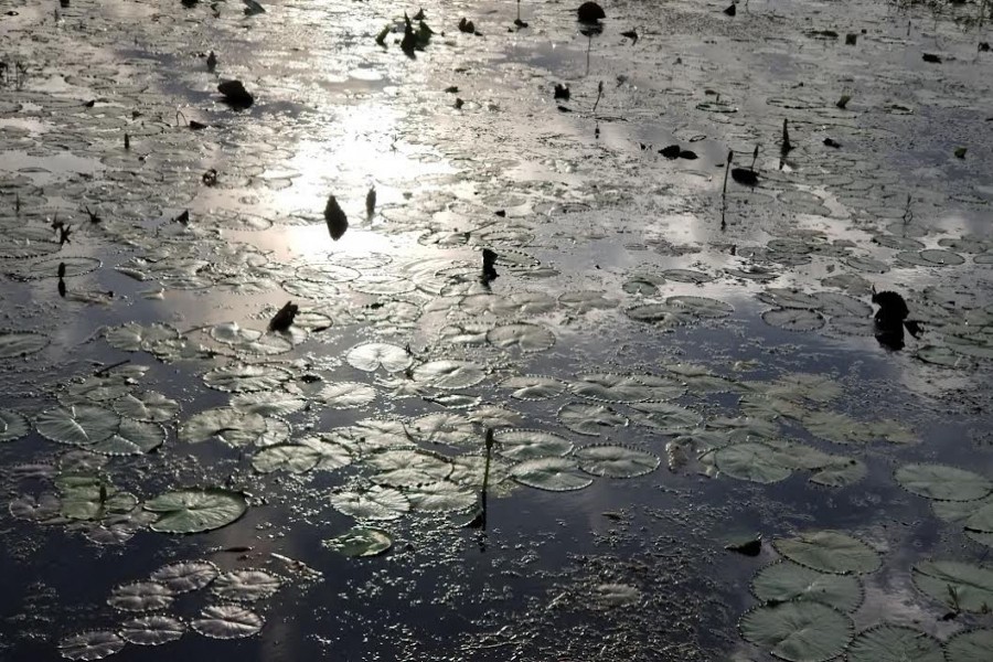 কুমিল্লার ঘুরঘার বিলে বেগুনি সাদা শাপলার সৌন্দর্যের হাতছানি