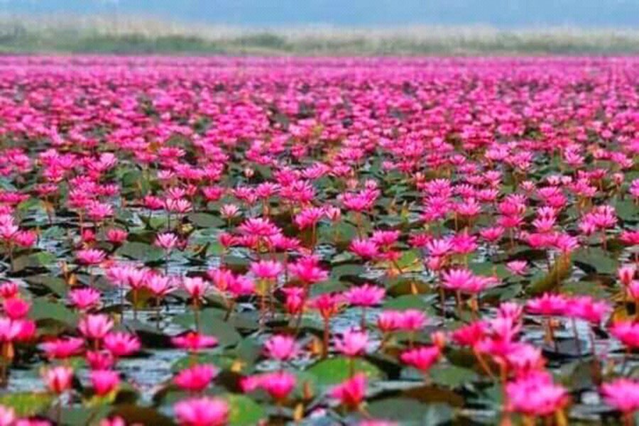 শাপলা বিল, সাতলা গ্রাম, উজিরপুর উপজেলা, বরিশাল