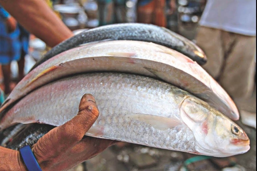 এবছর অপেক্ষাকৃত কম ধরা পড়ছে ইলিশ, এর কারণ কী?