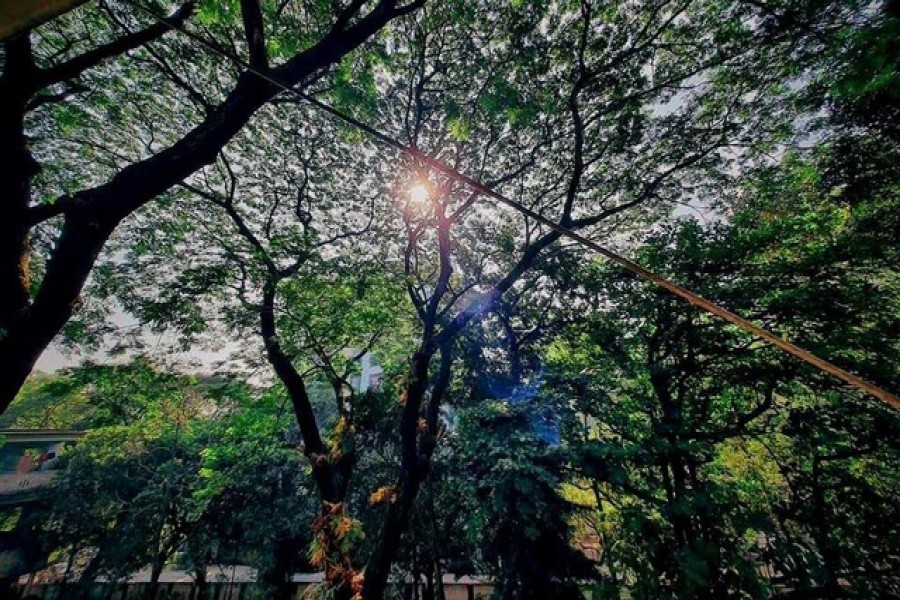 চট্টগ্রাম নগরীর পাহাড়ে ৪৯৫ প্রজাতির উদ্ভিদের সন্ধান