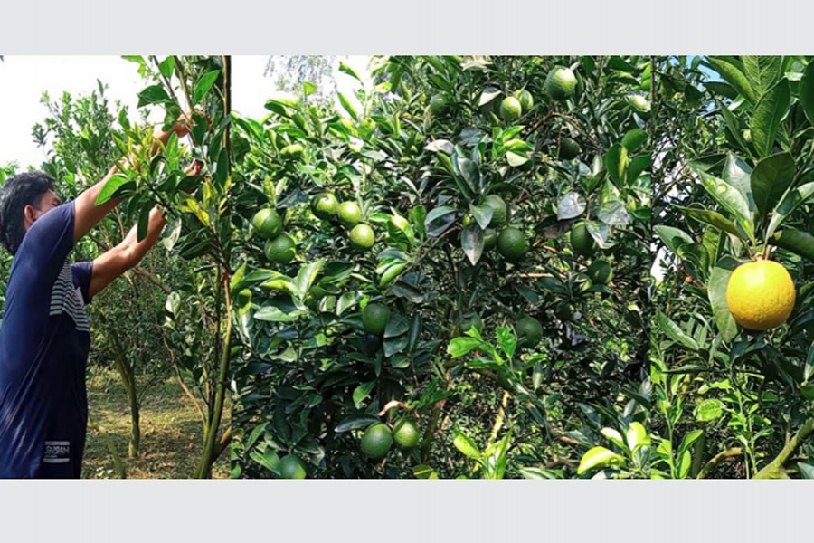 রংপুরের পীরগঞ্জে মাল্টা চাষের আগ্রহ বাড়ছে