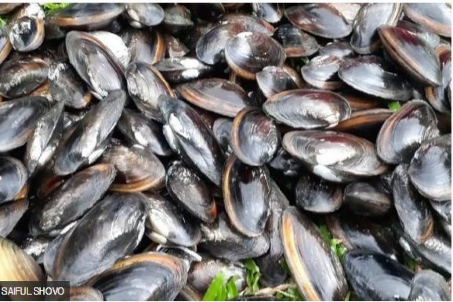 ঝিনুক চাষ:  কোন প্রযুক্তি ব্যবহার করে নানা রঙের মুক্তা পাওয়া যাবে, লাভ কত, বাজার কোথায়   