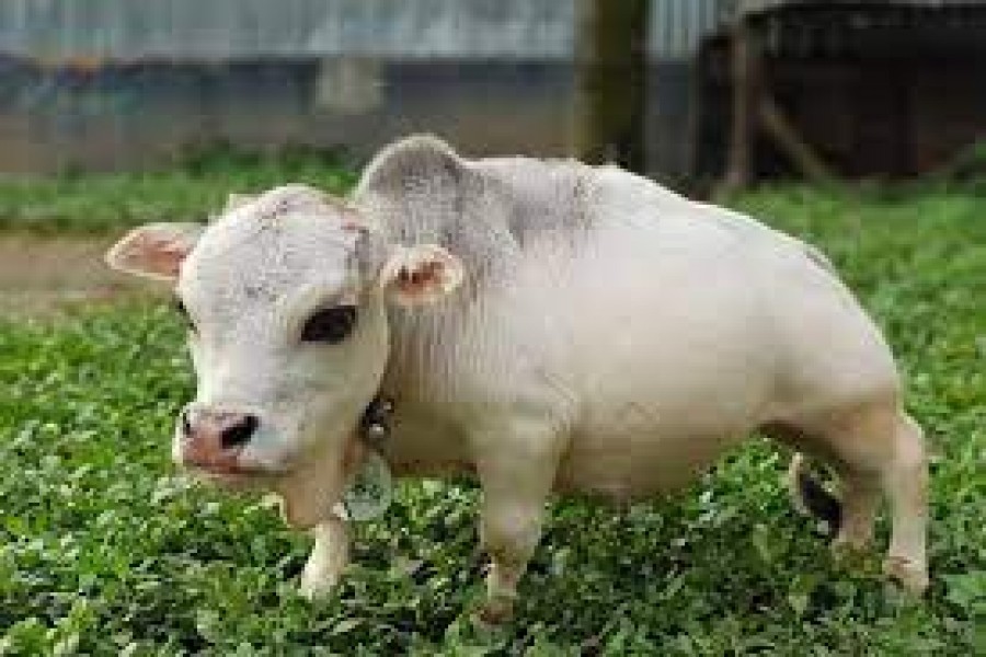 মৃত্যুর এক মাস পর গিনেস বুকে নাম উঠল ‘রানীর’