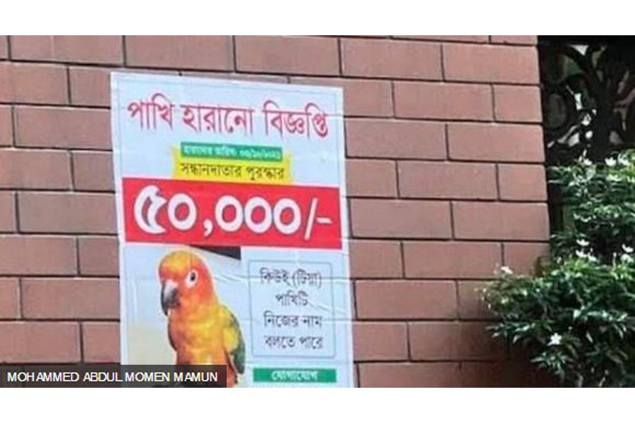 পোষা টিয়ার সন্ধান পেতে ৫০ হাজার টাকা পুরস্কার ঘোষণা