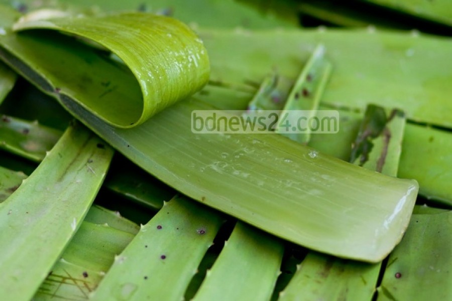 দাগহীন ত্বকের জন্য অ্যালো ভেরা
