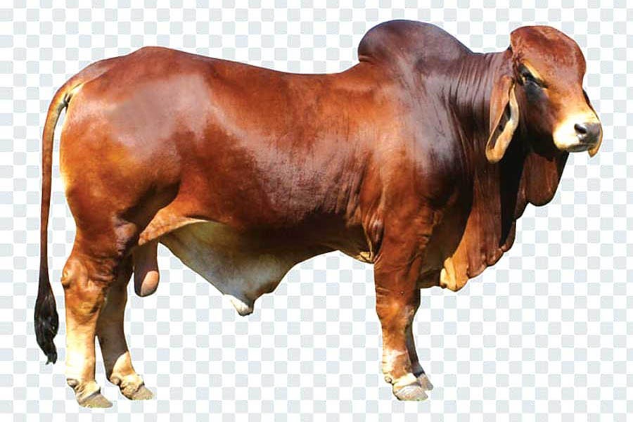 -- প্রতীকী ছবি