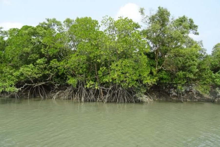 দুই দশকে বাংলাদেশে ম্যানগ্রোভের সম্পদমূল্য বেড়ে ৪ গুণ: বিশ্ব ব্যাংক