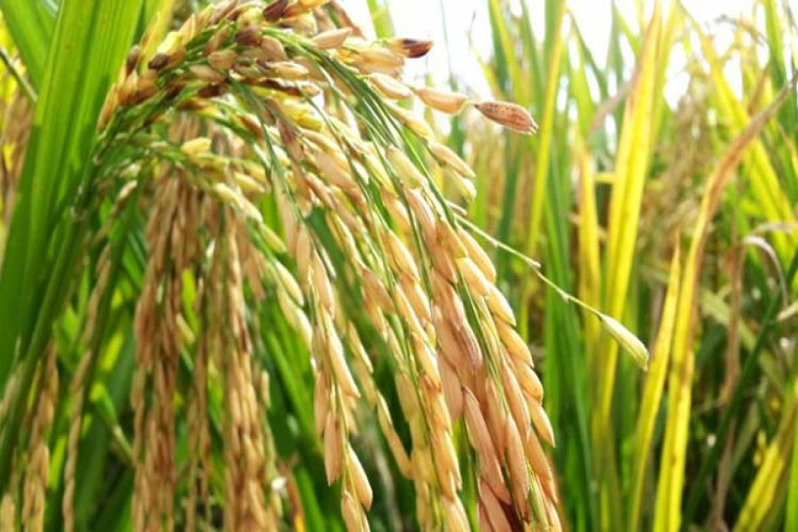 ২৭ টাকায় আমন ধান, ৪০ টাকায় চাল কিনবে সরকার