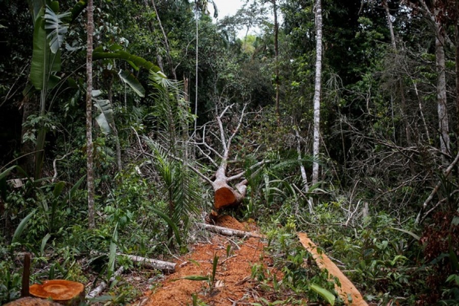 Will COP26 deforestation pledge be game-changer or just more broken promises?