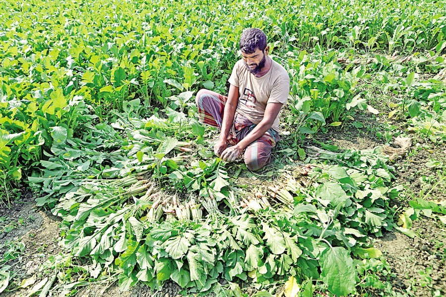 Bangladeshi agro-products next best on export front