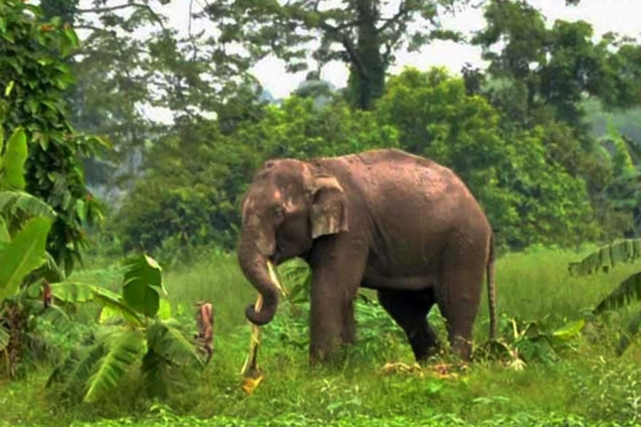 ফাইল ছবি (সংগৃহীত)