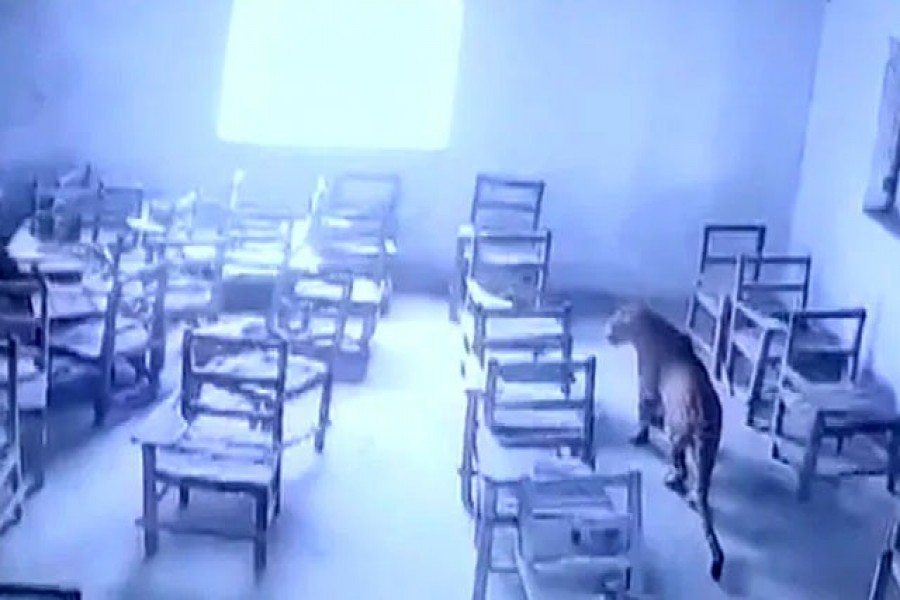 ভারতে কলেজে চিতাবাঘের হামলা, এক শিক্ষার্থী আহত