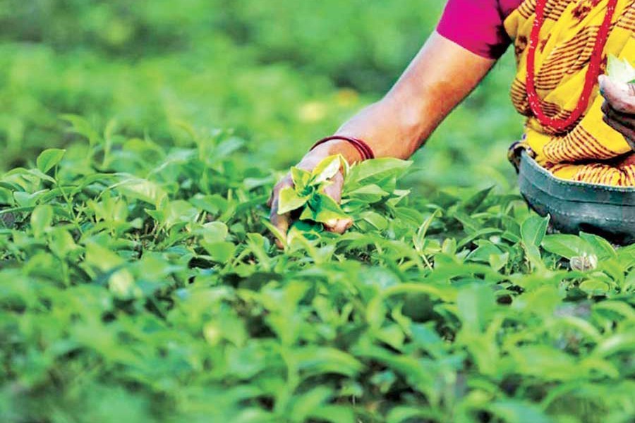 এবার ১০ কোটি কেজি চা উৎপাদনের হাতছানি