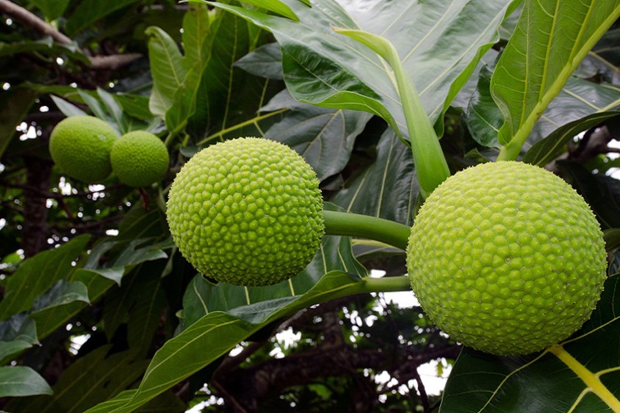 ছবিঃ ইন্টারনেট