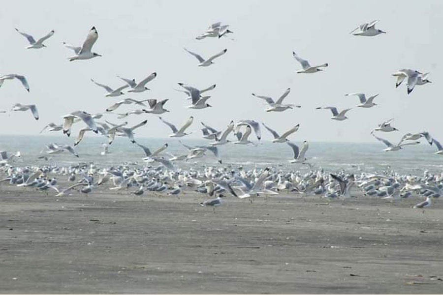 Migratory birds no more a common sight in Cox's Bazar