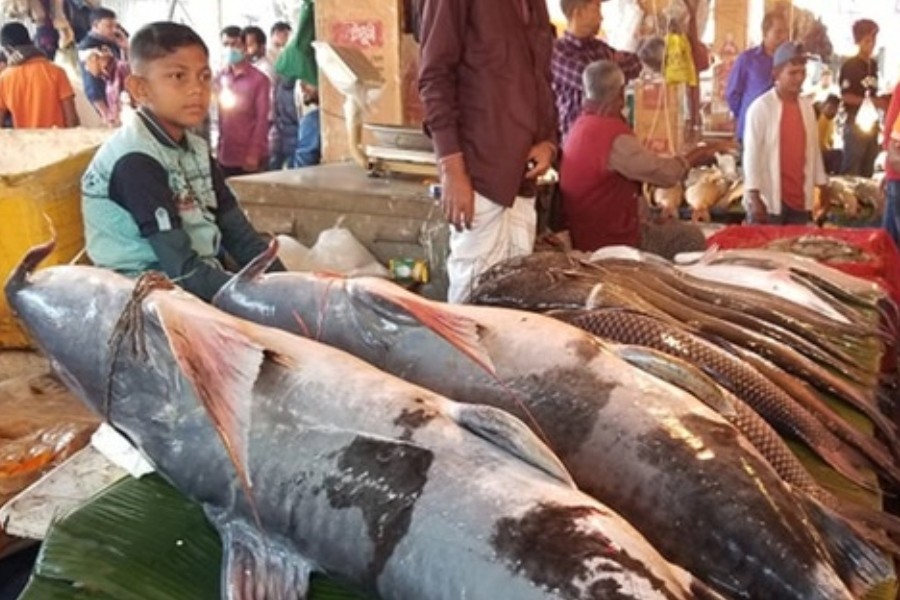 মৌলভীবাজারে পৌষ সংক্রান্তির ‘মাছের হাটে’ ৫০ কেজির বাঘাইড় বিক্রি ৫৫ হাজারে
