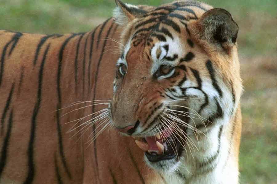 সাফারি পার্কে ২৭ দিনে ১১ জেব্রার সাথে একটি বাঘও মারা গেছে