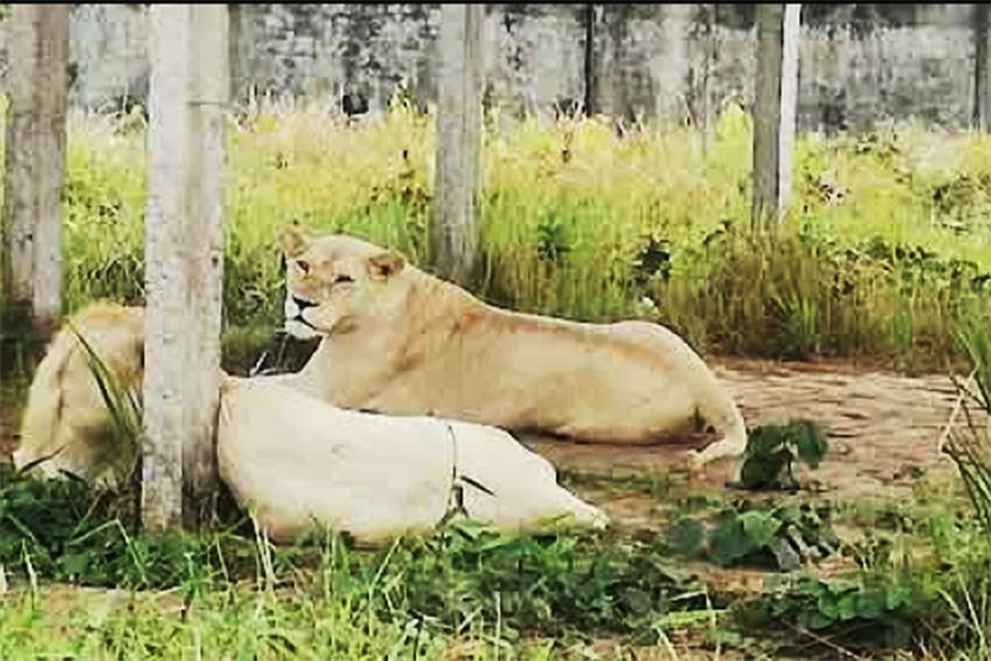 ফাইল ছবি (সংগৃহীত)