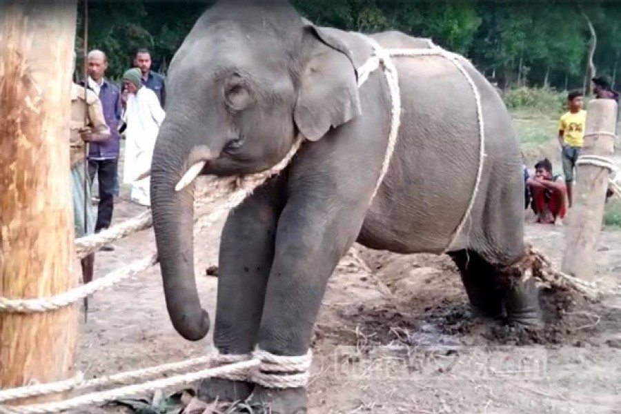 পোষ মানাতে হাতি শাবক নির্যাতন বন্ধের নির্দেশ আদালতের