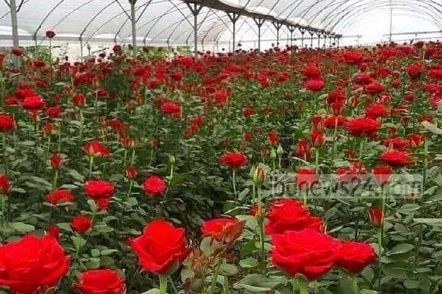 রংপুরের ফুলচাষিদের মুখে ফুলের হাসি